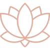 lotus-blomst-rosa